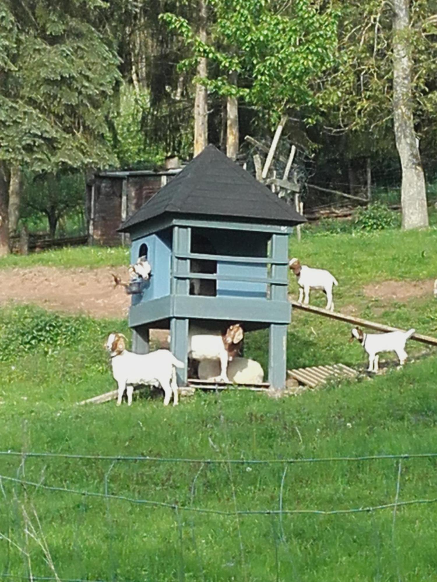 Ferienhaus Strunks ahl Häusje Alken Exterior foto